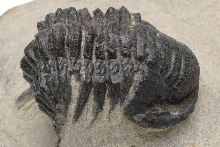 Uncommon Crotalocephalus (Not Gibbus) Trilobite #230455